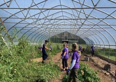 UVA volunteers raking and prepping garden rows for fall and winter plantings